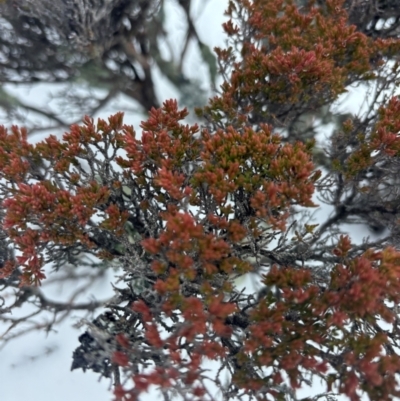 Unidentified Plant at Kosciuszko, NSW - 19 Aug 2024 by Choyster