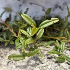 Podolobium alpestre (Shaggy Alpine Pea) at Thredbo, NSW - 19 Aug 2024 by Choyster