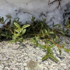 Podolobium alpestre at Thredbo, NSW - 19 Aug 2024