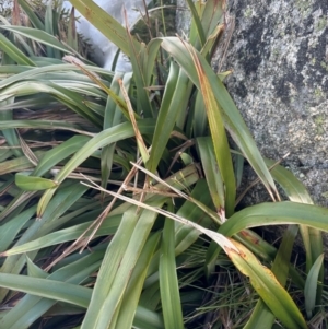 Dianella tasmanica at Thredbo, NSW - 19 Aug 2024 02:24 PM