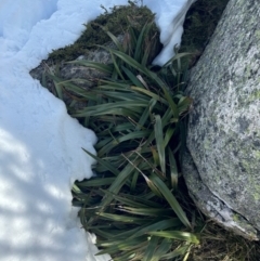 Dianella tasmanica at Thredbo, NSW - 19 Aug 2024 02:24 PM