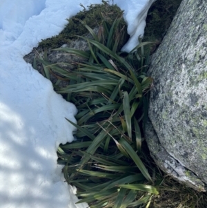 Dianella tasmanica at Thredbo, NSW - 19 Aug 2024