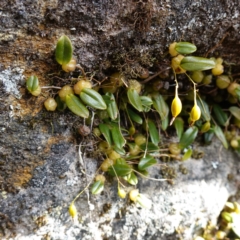 Bulbophyllum exiguum (Tiny Strand Orchid) at Tianjara, NSW - 21 Aug 2024 by RobG1