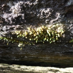 Bulbophyllum exiguum at Tianjara, NSW - suppressed