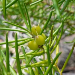 Persoonia mollis subsp. leptophylla at Tianjara, NSW - 21 Aug 2024 by RobG1