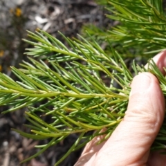 Persoonia mollis subsp. leptophylla at Tianjara, NSW - suppressed