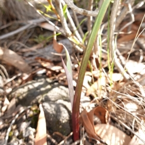 Calochilus sp. at Tianjara, NSW - 21 Aug 2024