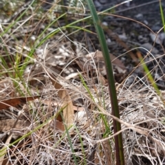 Calochilus sp. at Tianjara, NSW - 21 Aug 2024