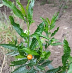 Solanum pseudocapsicum (Jerusalem Cherry, Madeira Cherry) at Kiama Downs, NSW - 22 Aug 2024 by plants