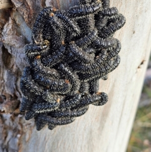 Perga sp. (genus) at Whitlam, ACT - 22 Aug 2024 08:17 AM