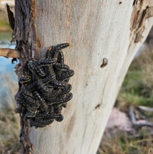 Perga sp. (genus) at Whitlam, ACT - 22 Aug 2024 08:17 AM