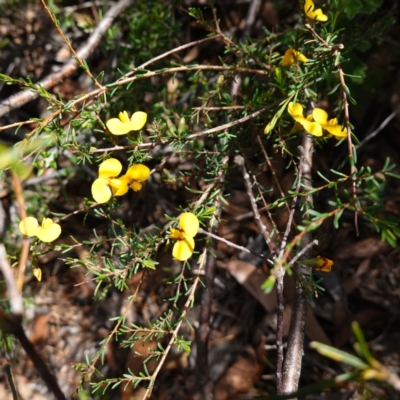 Dillwynia ramosissima (Bushy Parrot-pea) at Tianjara, NSW - 21 Aug 2024 by RobG1