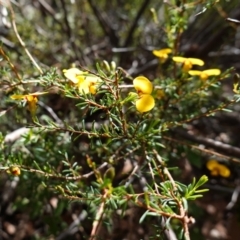 Dillwynia ramosissima at Tianjara, NSW - 21 Aug 2024