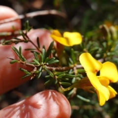 Dillwynia ramosissima at Tianjara, NSW - 21 Aug 2024 11:37 AM