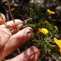 Dillwynia ramosissima at Tianjara, NSW - 21 Aug 2024 11:37 AM