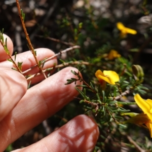 Dillwynia ramosissima at Tianjara, NSW - 21 Aug 2024 11:37 AM