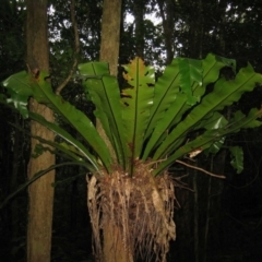 Asplenium australasicum (Bird's Nest Fern, Crow's Nest Fern) at Buckenbowra, NSW - 12 Jul 2008 by MB