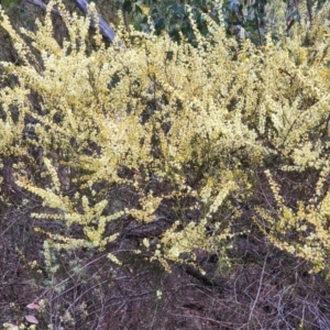 Acacia genistifolia at Farrer, ACT - 22 Aug 2024