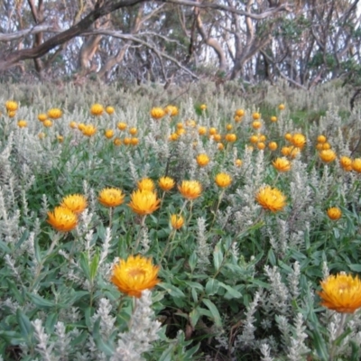 Xerochrysum subundulatum (Alpine Everlasting) at Nelse, VIC - 18 Mar 2008 by MB