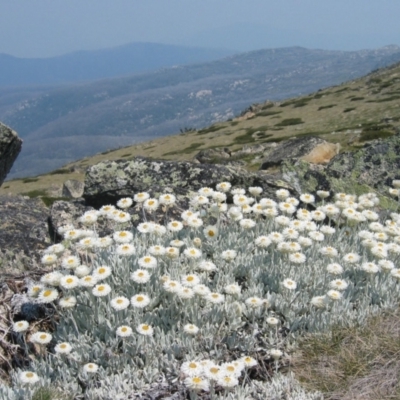 Leucochrysum alpinum (Alpine Sunray) at Kosciuszko, NSW - 14 Jan 2007 by MB