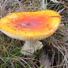 Amanita muscaria at Cotter River, ACT - 19 May 2007 by MB