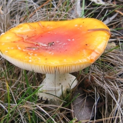 Amanita muscaria at Cotter River, ACT - 19 May 2007 by MB