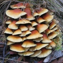 Unidentified Fungus at Cotter River, ACT - 19 May 2007 by MB