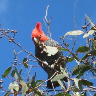 Callocephalon fimbriatum (Gang-gang Cockatoo) at Uriarra Village, ACT - 11 Aug 2007 by MB