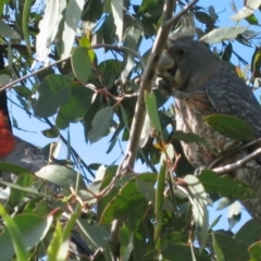 Callocephalon fimbriatum at Uriarra Village, ACT - 11 Aug 2007