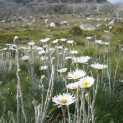 Celmisia costiniana (Costin's Snow Daisy) at Jagungal Wilderness, NSW - 11 Dec 2007 by MB