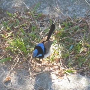 Malurus cyaneus at Vaucluse, NSW - 17 Jul 2007