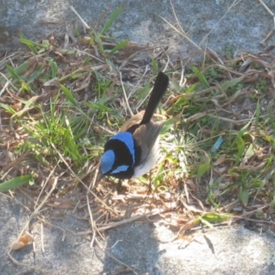 Malurus cyaneus (Superb Fairywren) at Vaucluse, NSW - 17 Jul 2007 by MB