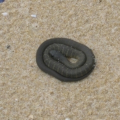 Notechis scutatus (Tiger Snake) at Nadgee, NSW - 6 Nov 2007 by MB