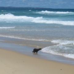 Seal-unknown species (Unidentified Seal) at Nadgee, NSW - 7 Nov 2007 by MB