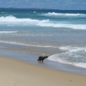 Seal-unknown species at Nadgee, NSW - 7 Nov 2007