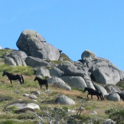 Equus caballus (Horse, Feral Horse) at Thredbo, NSW - 11 Feb 2006 by MB