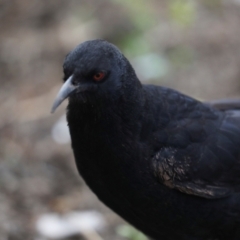 Corcorax melanorhamphos (White-winged Chough) at Holt, ACT - 22 Aug 2024 by AlisonMilton