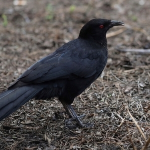 Corcorax melanorhamphos at Holt, ACT - 22 Aug 2024