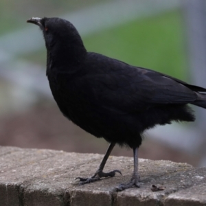 Corcorax melanorhamphos at Holt, ACT - 22 Aug 2024