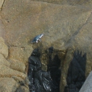 Eudyptula minor at Victor Harbor, SA - suppressed