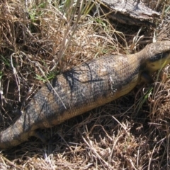 Tiliqua scincoides scincoides (Eastern Blue-tongue) at Uriarra Village, ACT - 28 Oct 2006 by MB