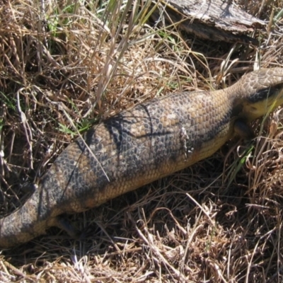 Tiliqua scincoides scincoides (Eastern Blue-tongue) at Uriarra Village, ACT - 28 Oct 2006 by MB