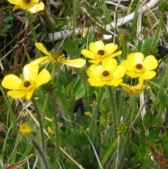 Ranunculus graniticola (Granite Buttercup) at Jacobs River, NSW - 17 Dec 2006 by MB