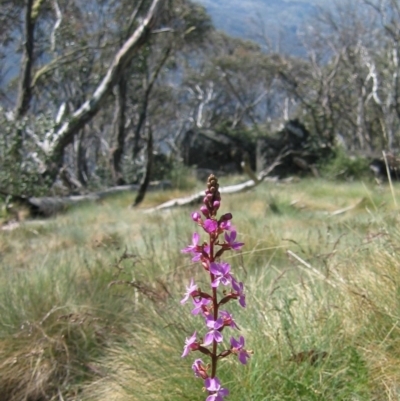 Stylidium sp. (Trigger Plant) at Jacobs River, NSW - 17 Dec 2006 by MB