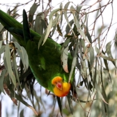 Polytelis swainsonii at Holt, ACT - suppressed