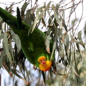 Polytelis swainsonii at Holt, ACT - suppressed