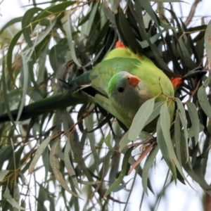 Polytelis swainsonii at Holt, ACT - suppressed