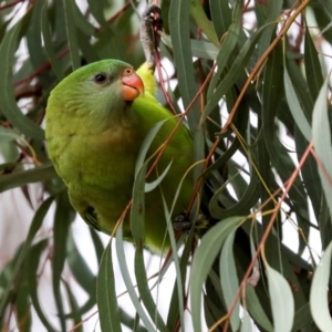 Polytelis swainsonii at Holt, ACT - suppressed