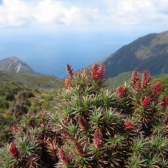 Richea scoparia (Honey bush) at Southwest, TAS - 5 Dec 2006 by MB