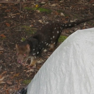 Dasyurus maculatus at Southwest, TAS - 6 Dec 2006 06:17 PM